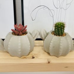 Cement Cactus Succulent Pot 