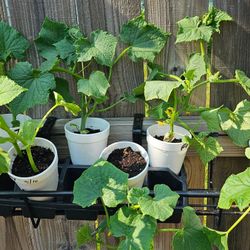Cucumber Plants $2