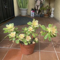 Kiwi Succulent 