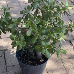 Jade Plant