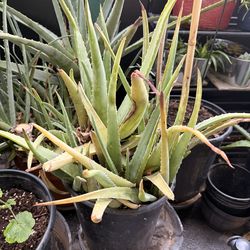 Plants / Aloe Vera / Large  25/ Multiple In One