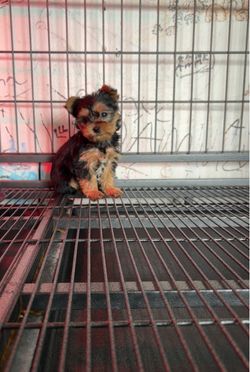 Kennel cage