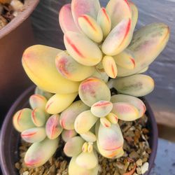 Cotyledon Orbiculata Variegated Round Leaves  Korean Imported Pick Up In Upland Or Ship To You 