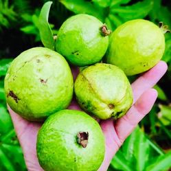 Organic Guayaba / Guava $10 For 10