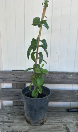 Arbolito de guayaba/ guava