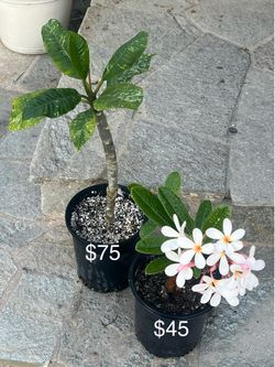 Plumeria