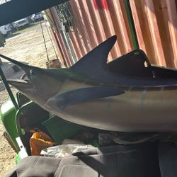  Taxidermy Sword Fish