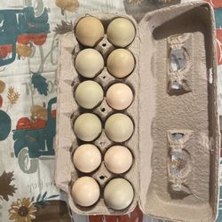 Organic Chicken Eggs 