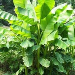 Tree cold hardy fruiting bare root