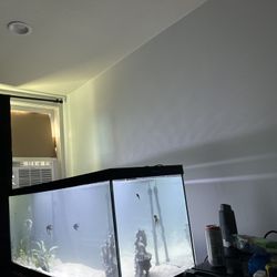 Fish Tanks 