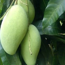 LIVE PLANT 3ft Mango Kiew Yai Grafted Mangifera indica fruit tree