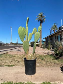 Prickly Pear Cactus Plant (Nopal)