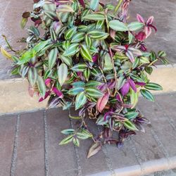 Hanging Tradescantia Zebrina Wandering Jew