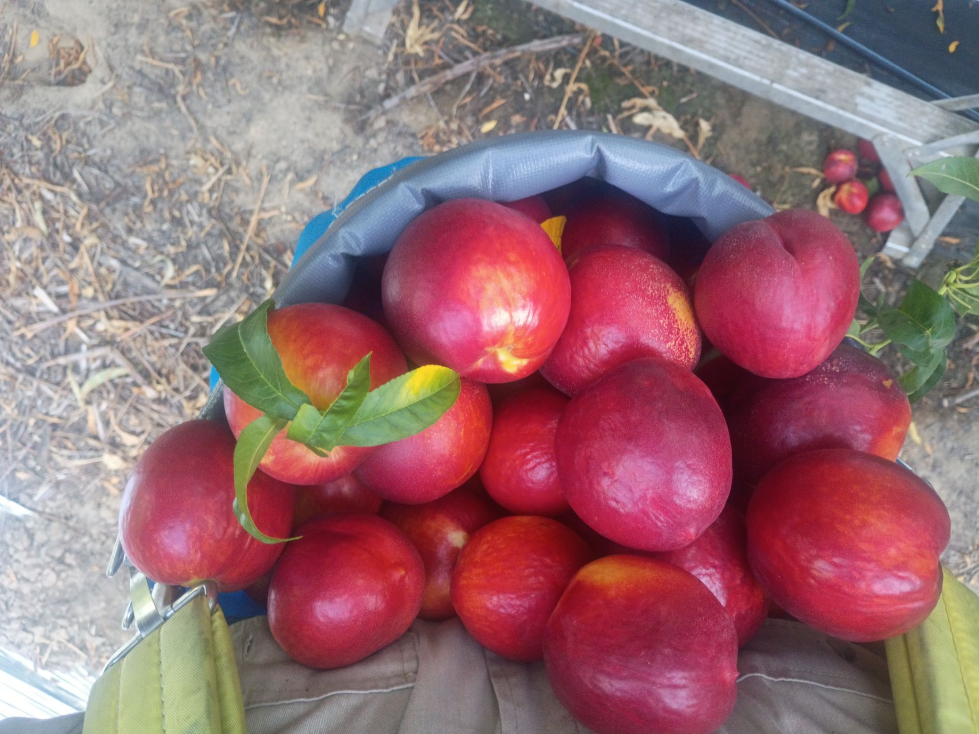 Fresh pick nectarines