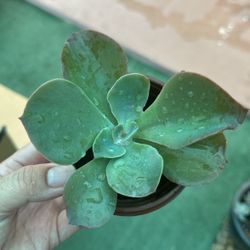 Plants for Sale! (Echeveria Sea Dragon)