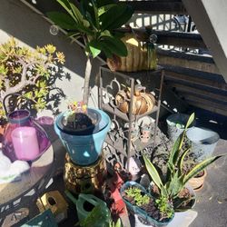 Plant Sale 