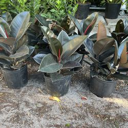 Burgundy Rubber Plants In 3 gls Pot. SPECIAL PRICE 🤩