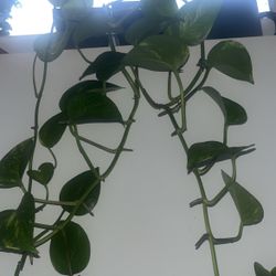 Plants 