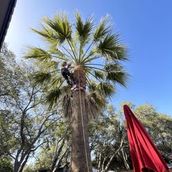Tree Work 