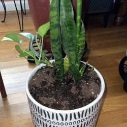 Snake Plant+ Succulents + Golden Pothos