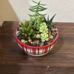 Succulents Arrangements
