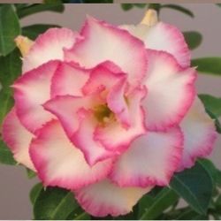 8”  Variegated Bonsai Desert Rose (exotic Color )