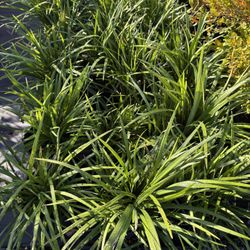 Lilyturf “Big Blue”