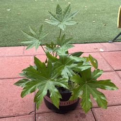plant 