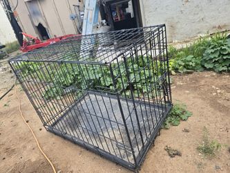 Cage Medium Dog