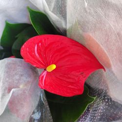 Anthurium Plants 