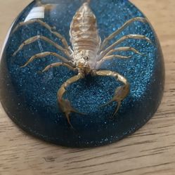 Vintage Taxidermy Scorpion Insect Paperweight