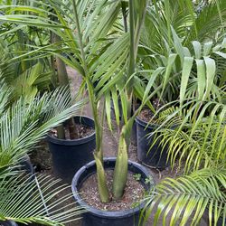 King Palm 15 Gallon $$75 Each