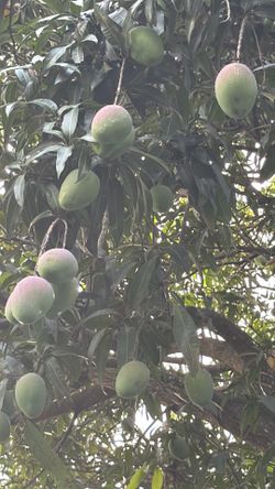 Green mangoes