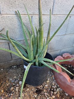 Large Aloe Vera Plant in Black Pot