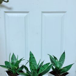 Snake Plant With Ceramic Pot - Indoor Plant - $13 Each 