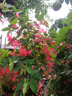 Vegonias ala de angel