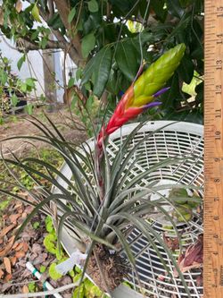 Blooming Tillandsia Fasciculata