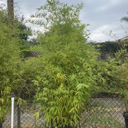 Golden Bamboo