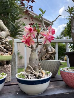 Desert rose bonsai