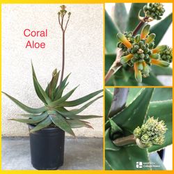Coral Aloe