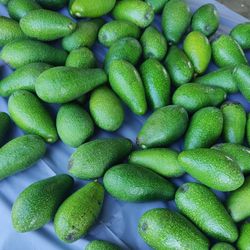 Avocados