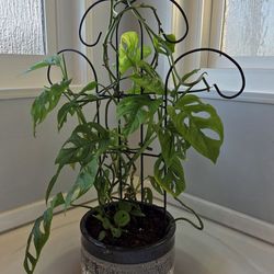 Monsters Adansonii