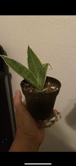 Snake Plant Night Owl