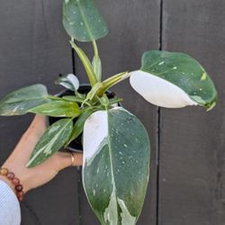 Philodendron White Wizard Plant 4" Pot - Indoor House Plants 
