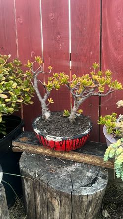 Gollum Jade succulent
