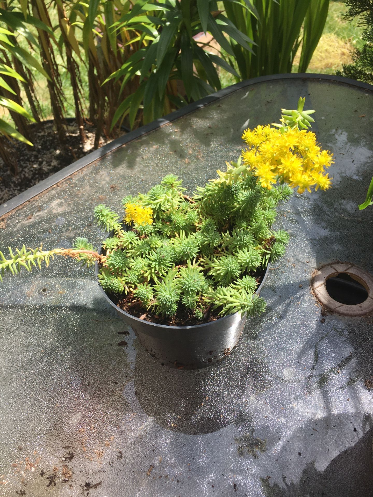 Succulents