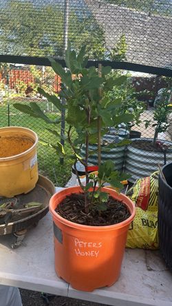 Well established Peters Honey Fig Tree