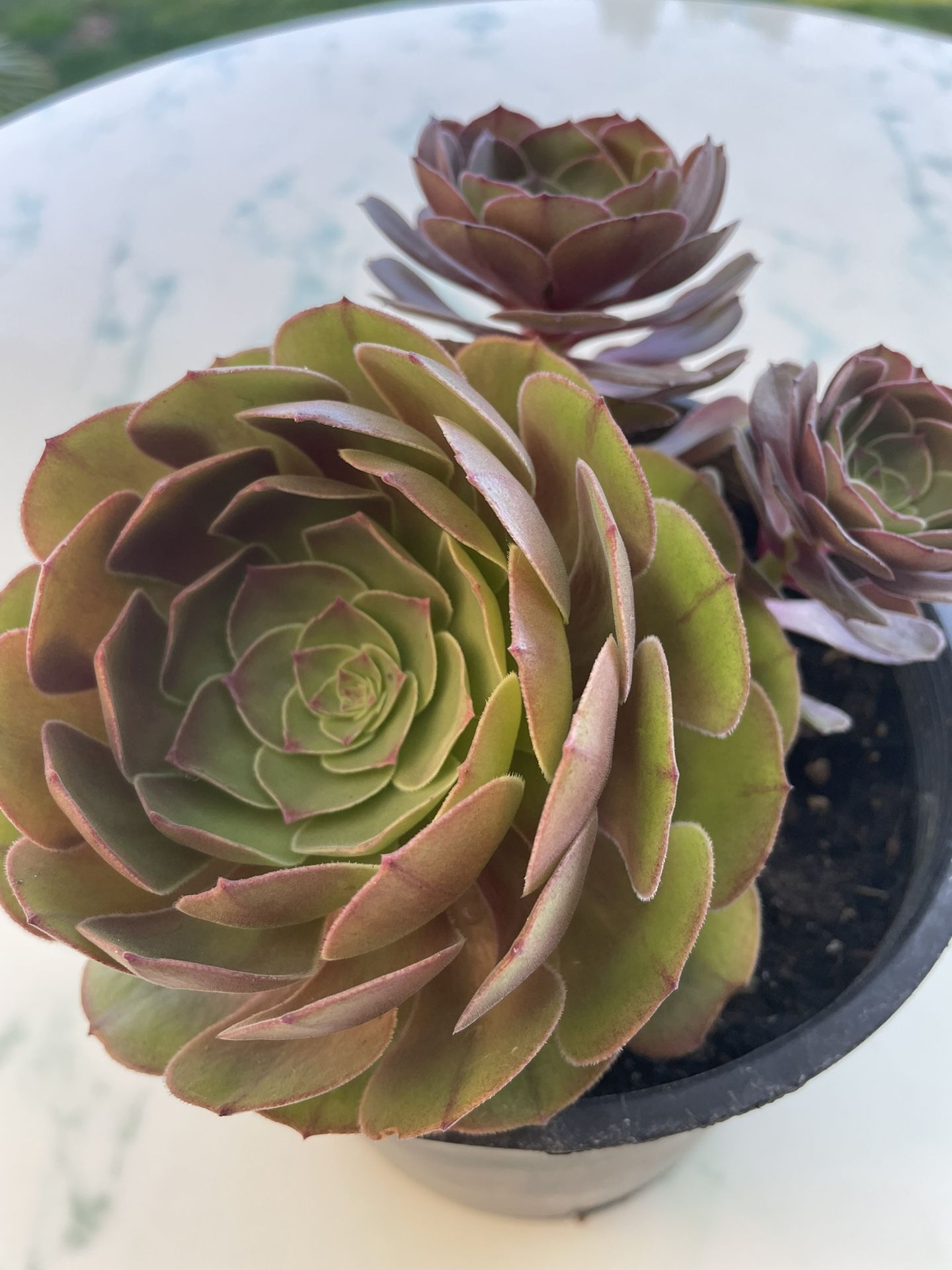 Aeonium 'Blushing Beauty' Blushing Aeonium (LIFE SUCCULENT - CACTUS)