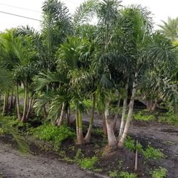 Palm Trees 10 Foot Tall Delivered And Planted
