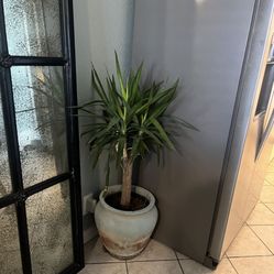 Real Plant 